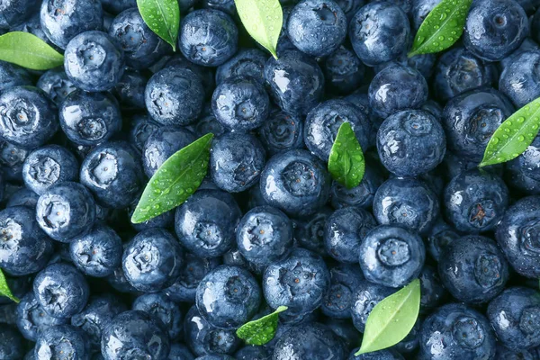 Arka plan olarak birçok olgun yaban mersini