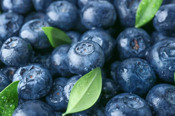 Birçok olgun yaban mersini, closeup görünümü