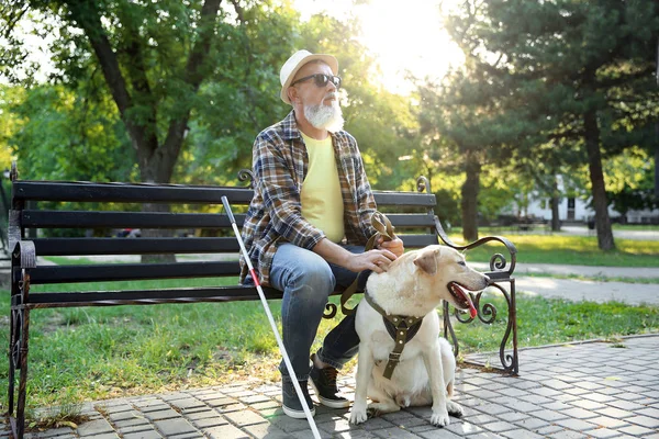 Blind mature man with guide dog sitting on bench in park — Stock Photo, Image