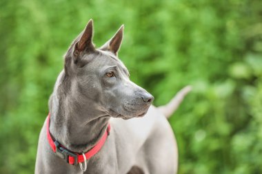 Yaz günü parkta Sevimli köpek
