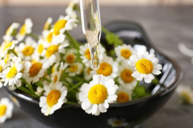 Papatya uçucu yağ ile Damlalık, closeup