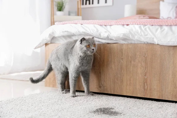 Милая кошка рядом с мокрой точкой на ковре — стоковое фото