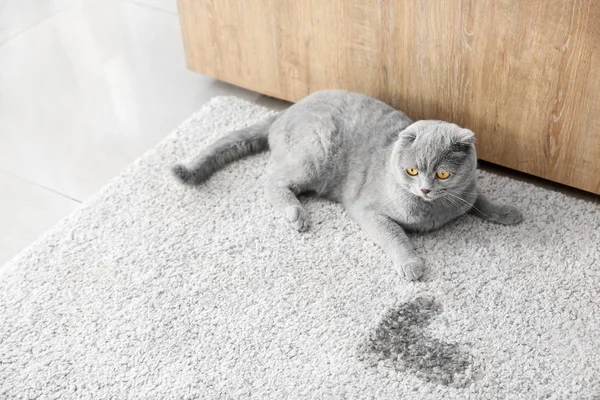Niedliche Katze nahe nassem Fleck auf Teppich — Stockfoto