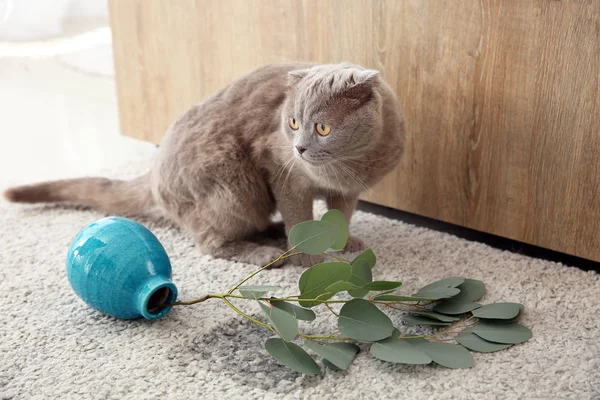 Cute cat and dropped vase on carpet — Stock Photo, Image