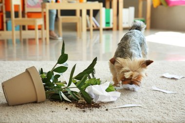 Cute dog near dropped houseplant and paper pieces on carpet clipart