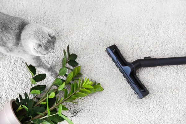 Sahibi yaramaz kediden sonra halıyı temizler