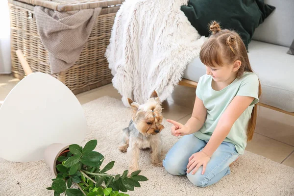 Bonito menina repreendendo cão para caiu planta de sala no tapete — Fotografia de Stock