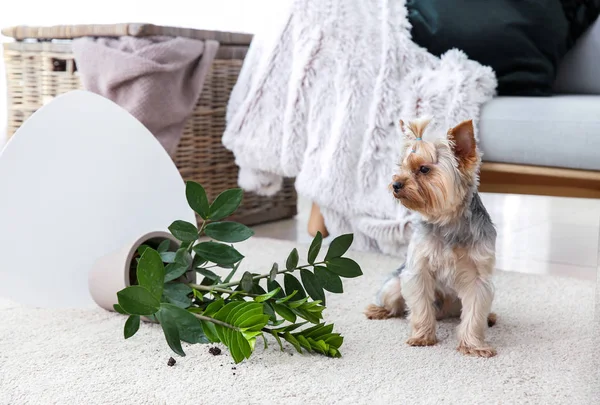 Cão bonito e planta de sala caiu no tapete — Fotografia de Stock