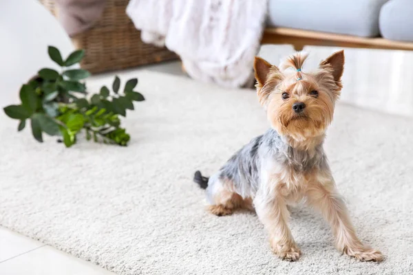 Sød hund og faldt stueplante på tæppe - Stock-foto