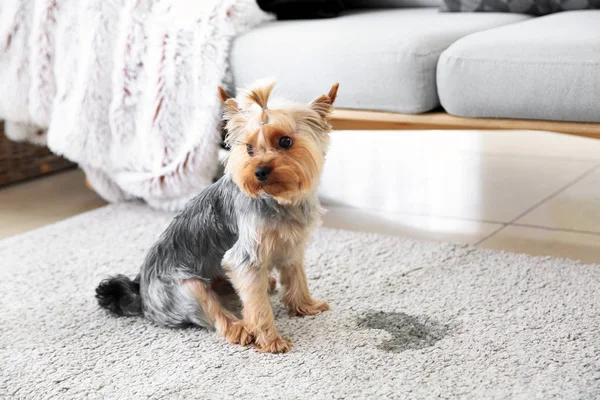 Cão bonito perto de ponto molhado no tapete — Fotografia de Stock