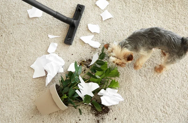 Owner cleaning carpet messed by dog