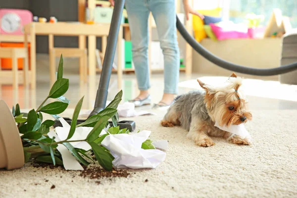 Niña limpieza alfombra desordenado por perro — Foto de Stock