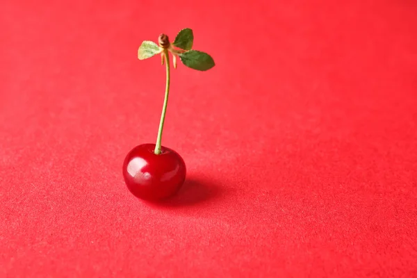 Tasty ripe cherry on color background