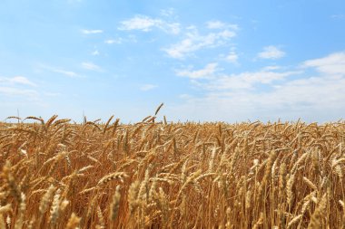 Yazın buğday tarlası manzarası