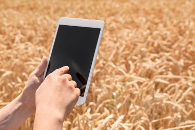 Buğday tarlasında tablet bilgisayar ile kadın çiftçi