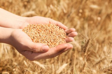 Tarlada buğday taneleri ile kadın çiftçi