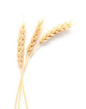 Beyaz arkaplanda buğday dikenleri