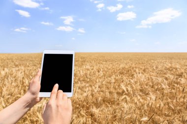 Buğday tarlasında tablet bilgisayar ile kadın çiftçi