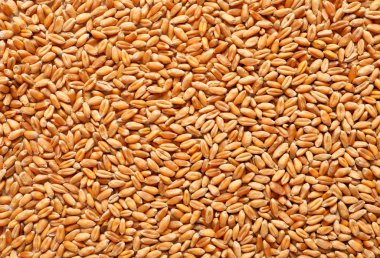 Arka plan olarak buğday tanelerinin yığını