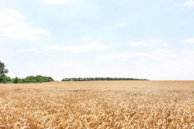 Yazın buğday tarlası manzarası