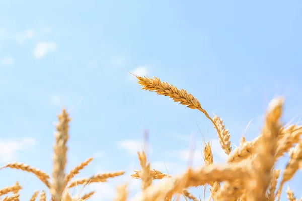 Espiguillas en el campo de trigo en el día de verano —  Fotos de Stock