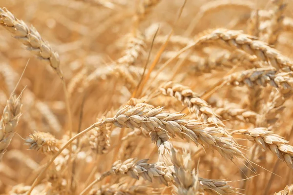 Spikelets in campo di grano, primo piano — Foto Stock