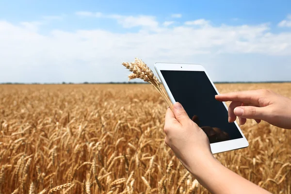 Buğday tarlasında tablet bilgisayar ile kadın çiftçi — Stok fotoğraf