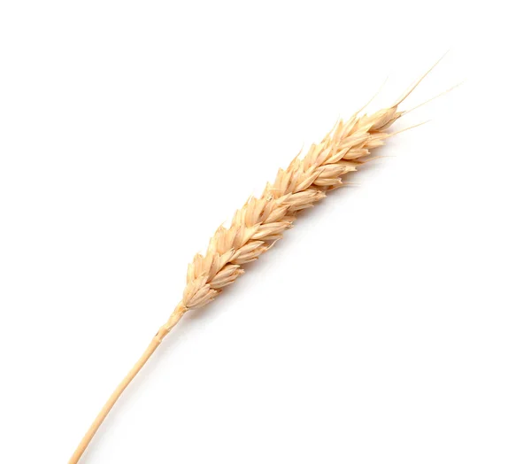 Wheat spikelet on white background — Stock Photo, Image