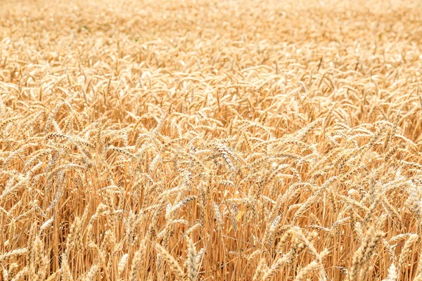 Yazın buğday tarlası manzarası — Stok fotoğraf