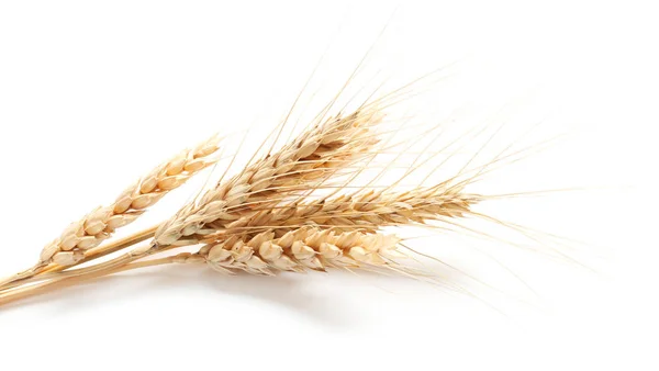 Колючки пшеницы на белом фоне — стоковое фото