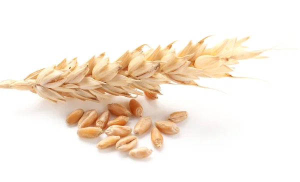 Wheat spikelet with grains on white background — Stock Photo, Image