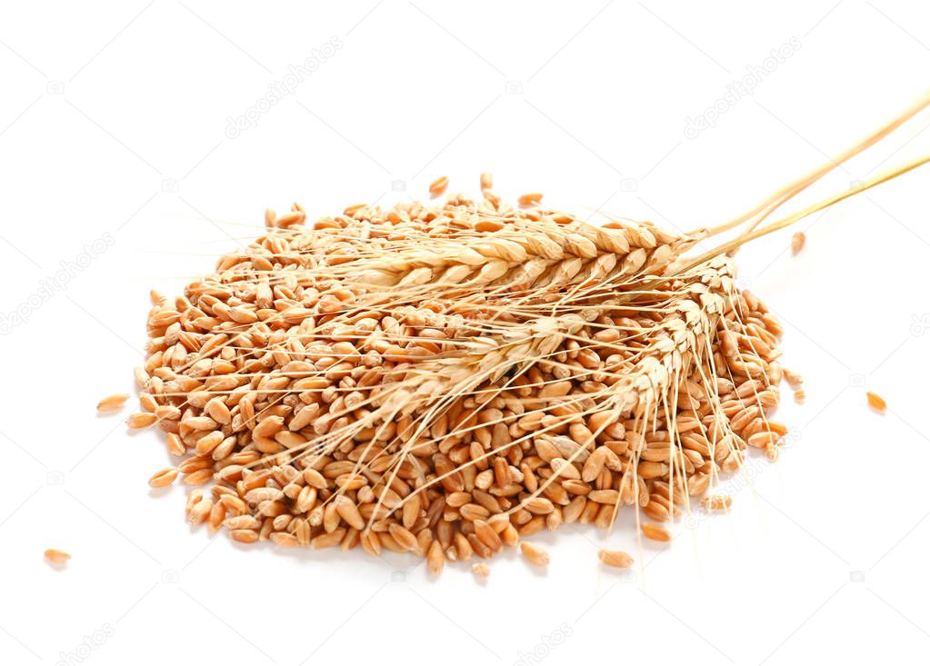 Wheat spikelets with grains on white background