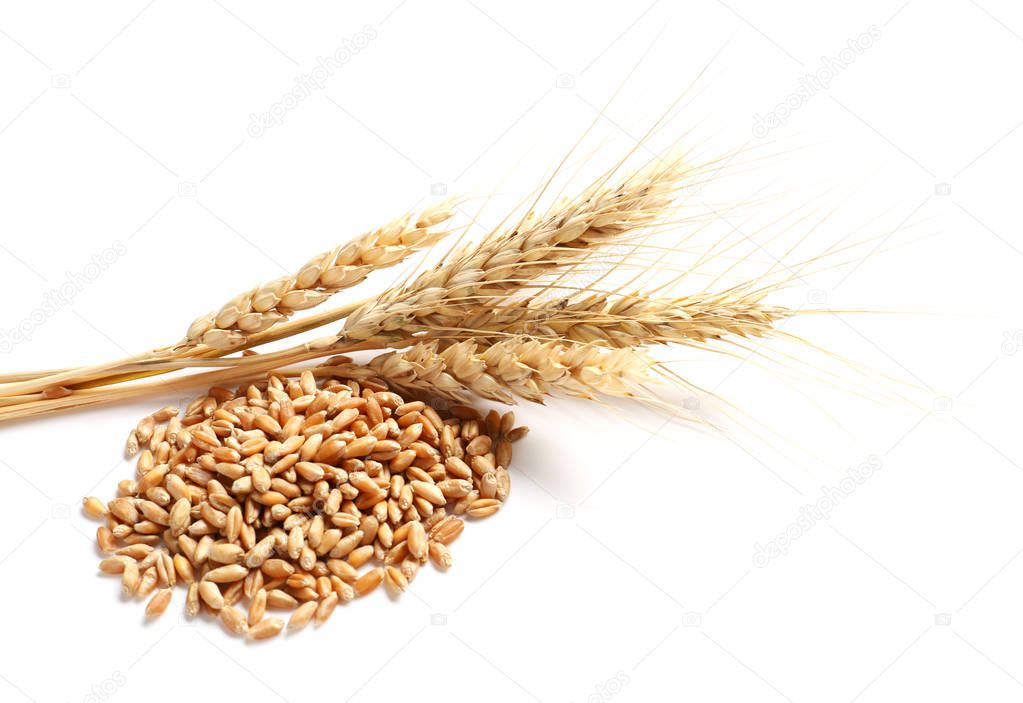 Wheat spikelets with grains on white background