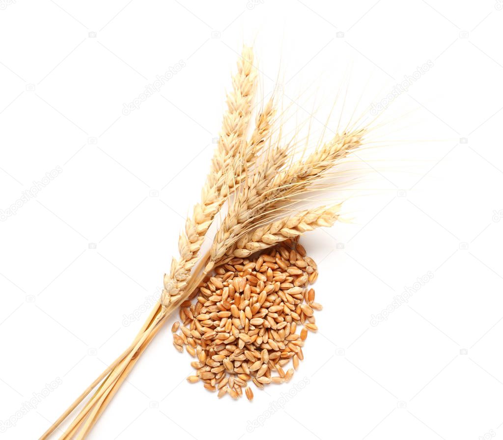 Wheat spikelets with grains on white background