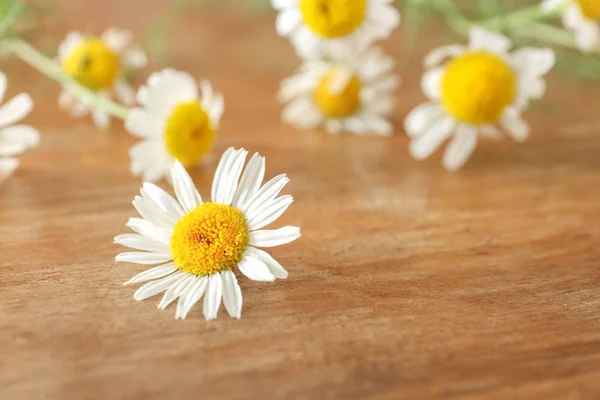 Belle fleur de camomille sur fond en bois — Photo