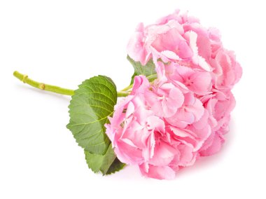 Beyaz arka planda güzel ortanca çiçekleri