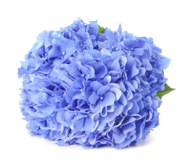 Beyaz arka planda güzel ortanca çiçekleri