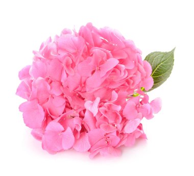 Beyaz arka planda güzel ortanca çiçekleri