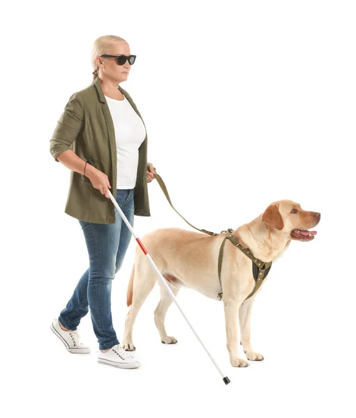 Blind mature woman with guide dog on white background — Stock Photo, Image