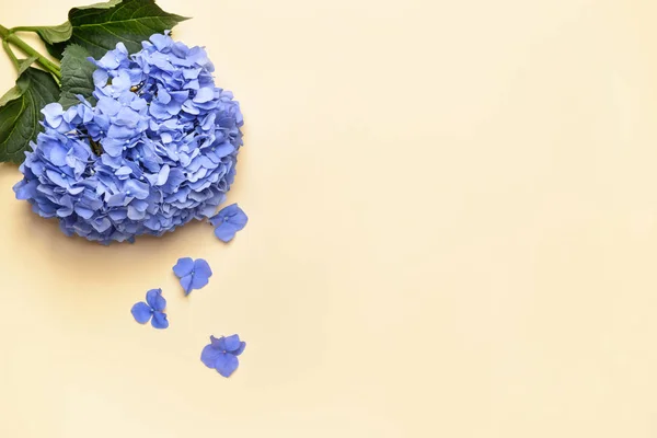 Beautiful hydrangea flowers on color background — Stock Photo, Image