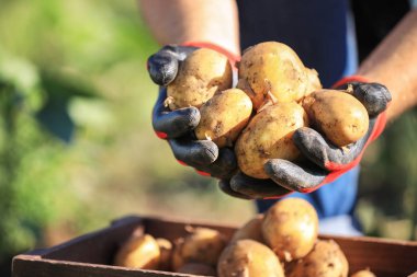 Tarlada patates toplayan erkek çiftçi, yakın çekim