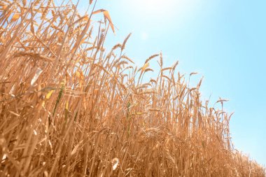 Buğday spikelets güneşli alanındaki