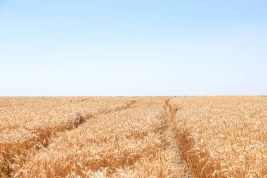 Güneşli günde buğday tarlasının görünümü