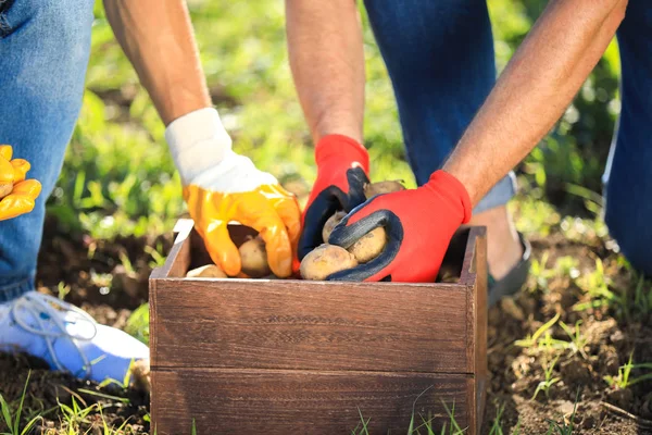 Male farmers with gathered potatoes in field — Stock Photo, Image