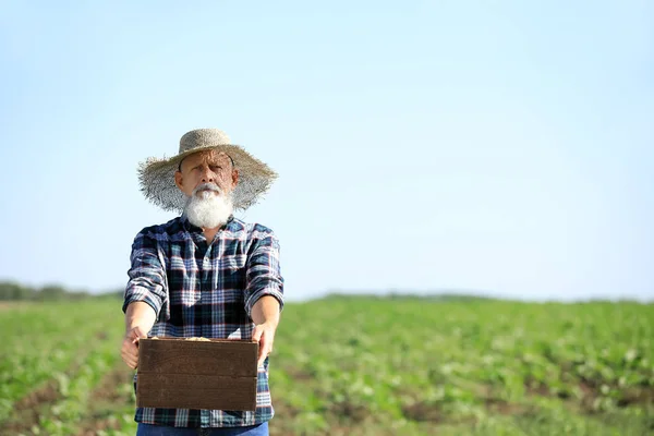 Maschio agricoltore anziano con raccolto in campo — Foto Stock