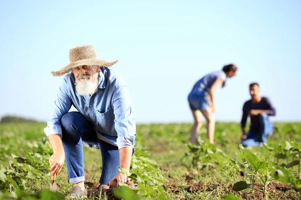 Sénior agricultor do sexo masculino colhendo colheita no campo — Fotografia de Stock