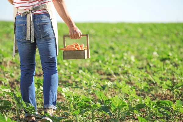 Sénior agricultor masculino com colheita em campo no dia ensolarado, vista traseira — Fotografia de Stock