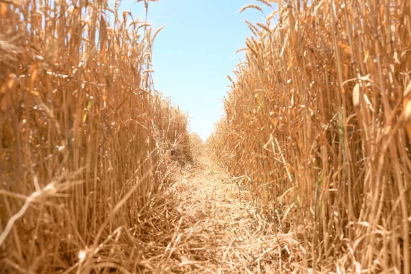 Пшеничні колоски в полі в сонячний день — стокове фото