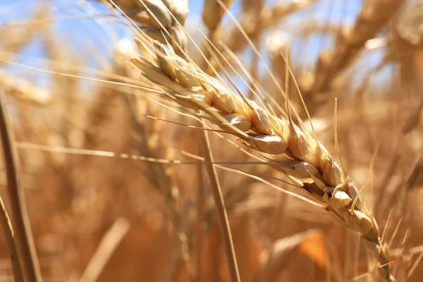 Spikelet di grano dorato in campo, primo piano — Foto Stock