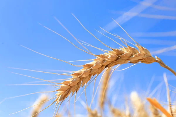 Golden wheat spikelet in field, closeup — Stock Photo, Image